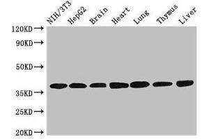 Lactate Dehydrogenase C antibody  (AA 2-332)