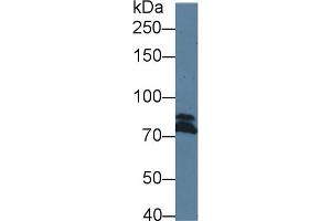 DICER1 antibody  (AA 6-290)