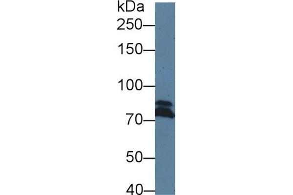 DICER1 antibody  (AA 6-290)