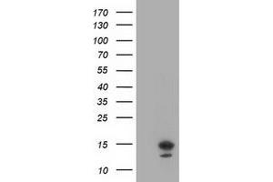 Western Blotting (WB) image for anti-LSM1 Homolog, U6 Small Nuclear RNA Associated (LSM1) (AA 1-133) antibody (ABIN1490575) (LSM1 antibody  (AA 1-133))