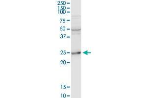 BCAP29 MaxPab rabbit polyclonal antibody. (BCAP29 antibody  (AA 1-241))