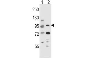 AHR antibody western blot analysis in (1) mouse NIH3T3 and (2) human T47D cell line lysate. (Aryl Hydrocarbon Receptor antibody  (AA 555-582))