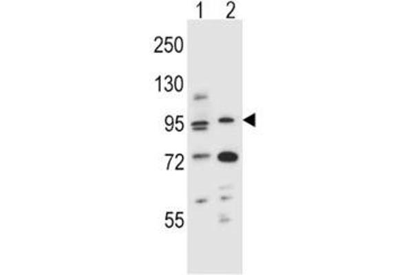 Aryl Hydrocarbon Receptor antibody  (AA 555-582)
