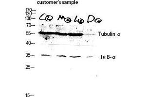 Western Blot (WB) analysis of customer's sample lysis using Tubulin alpha antibody. (alpha Tubulin antibody  (C-Term))