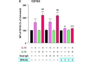 Osteopontin (OPN) drives enhancement in macrophage (Mφ) M2 polarization and angiogenic capacity. (CD163 antibody  (AA 1001-1121) (FITC))