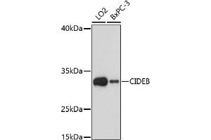 Western blot analysis of extracts of various cell lines, using CIDEB antibody (ABIN7266244) at 1:1000 dilution. (CIDEB antibody  (AA 80-160))