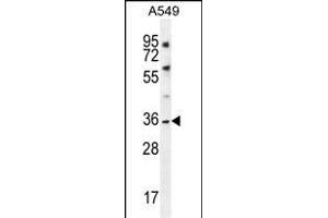 KCNK1 Antibody (C-term) (ABIN656119 and ABIN2845458) western blot analysis in A549 cell line lysates (35 μg/lane). (KCNK1 antibody  (C-Term))