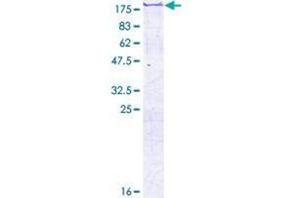 FSCB Protein (AA 1-825) (GST tag)