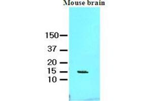 Western Blotting (WB) image for anti-Fatty Acid Binding Protein 7, Brain (FABP7) (AA 1-132), (N-Term) antibody (ABIN336108) (FABP7 antibody  (N-Term))