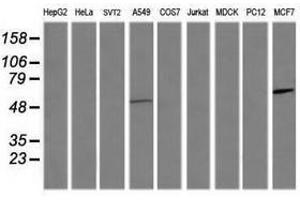 CCT8L2 antibody