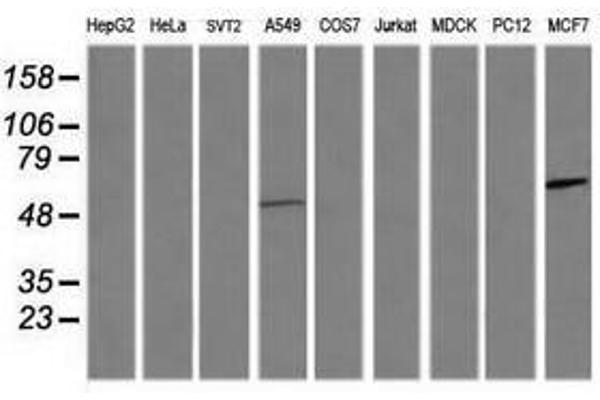 CCT8L2 antibody