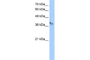 WB Suggested Anti-PCMTD1 Antibody Titration:  2. (PCMTD1 antibody  (Middle Region))