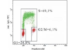 Flow cytometry analysis of 5-bromodeoxyuridin (BrdU) incorporation in CEM human acute lymphoblastic leukemia cell line using purified anti-5-bromodeoxyuridin (MoBu-1) (detection by Goat anti-mouse IgG1 FITC). (BrdU antibody)