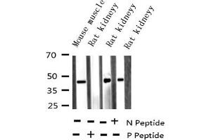 Western blot analysis of Phospho-hnRNP C1/2 (Ser260) expression in various lysates (HNRNPC antibody  (pSer260))