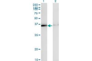 Western Blot analysis of HNRNPA1 expression in transfected 293T cell line by HNRPA1 monoclonal antibody (M02), clone 2E6. (HNRNPA1 antibody  (AA 1-320))
