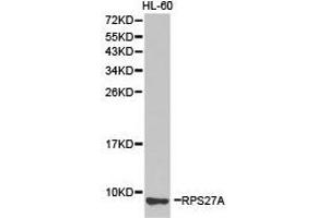 Western Blotting (WB) image for anti-Ribosomal Protein S27a (RPS27A) antibody (ABIN1874657)