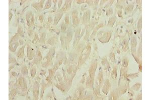 Immunohistochemistry of paraffin-embedded human heart tissue using ABIN7168779 at dilution of 1:100 (Selenoprotein W (SELENOW) (AA 11-86) antibody)