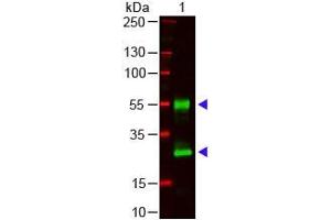 Western Blot of Goat anti-Mouse IgG (H&L) Antibody. (Goat anti-Mouse IgG (Heavy & Light Chain) Antibody - Preadsorbed)