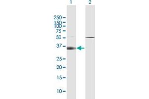 Western Blot analysis of SLC14A1 expression in transfected 293T cell line by SLC14A1 MaxPab polyclonal antibody. (SLC14A1 antibody  (AA 1-389))