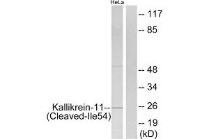 Western blot analysis of extracts from HeLa cells, treated with etoposide (25uM, 24hours), using Kallikrein-11 (Cleaved-Ile54) antibody.
