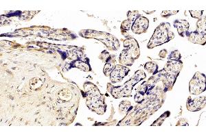 Detection of NEU in Human Placenta Tissue using Polyclonal Antibody to Neuraminidase (NEU)