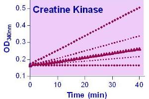 Biochemical Assay (BCA) image for Creatine Kinase Assay Kit (ABIN1000303)