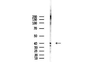 anti-Mitochondrial Ribosomal Protein L39 (MRPL39) (C-Term) antibody