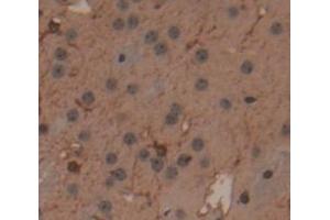 IHC-P analysis of Mouse Tissue, with DAB staining. (MSTO1 antibody  (AA 13-363))