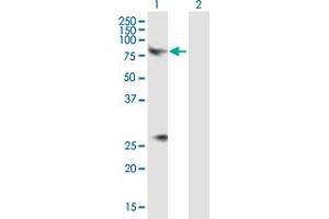 Western Blot analysis of CHRM3 expression in transfected 293T cell line by CHRM3 MaxPab polyclonal antibody. (CHRM3 antibody  (AA 1-590))