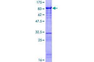 ZNF639 Protein (AA 1-485) (GST tag)