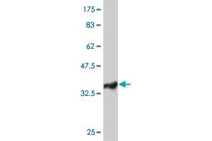 TAO Kinase 3 antibody  (AA 809-898)