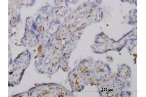 Immunoperoxidase of monoclonal antibody to PLEK on formalin-fixed paraffin-embedded human placenta. (Pleckstrin antibody  (AA 121-230))