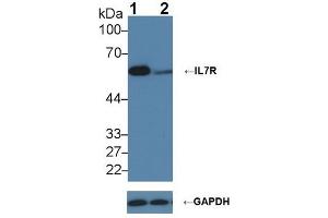 Knockout Varification: ;Lane 1: Wild-type K562 cell lysate; ;Lane 2: IL7R knockout K562 cell lysate; ;Predicted MW: 51,34,29kDa ;Observed MW: 60kDa;Primary Ab: 2µg/ml Rabbit Anti-Human IL7R Ab;Second Ab: 0. (IL7R antibody  (AA 173-260))