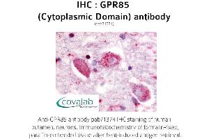 Image no. 1 for anti-G Protein-Coupled Receptor 85 (GPR85) (3rd Cytoplasmic Domain) antibody (ABIN1735183) (GPR85 antibody  (3rd Cytoplasmic Domain))