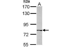 WB Image Sample (50 ug of whole cell lysate) A: mouse liver 7. (BBS7 antibody)