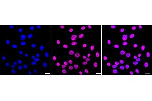 anti-Splicing Factor Proline/glutamine-Ric (SFPQ) antibody