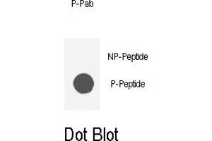 Dot blot analysis of anti-AKT1-p Phospho-specific Pab (ABIN389509 and ABIN2839564) on nitrocellulose membrane. (AKT1 antibody  (pSer129))