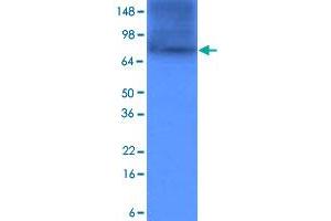 Western blot analysis of cell lysates of HeLa (each 20 ug) was resolved by SDS - PAGE , transferred to PVDF membrane and probed with HSP90AA1 monoclonal antibody , clone 4F10 (1 : 1000) .