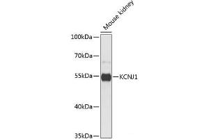 Western blot analysis of extracts of Mouse kidney using KCNJ1 Polyclonal Antibody at dilution of 1:1000. (KCNJ1 antibody)