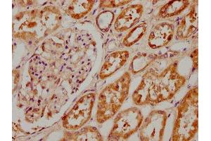 IHC image of ABIN7148842 diluted at 1:400 and staining in paraffin-embedded human kidney tissue performed on a Leica BondTM system. (CDK1 antibody  (AA 9-101))