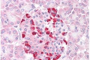 Anti-SOCS4 antibody IHC staining of human pancreas. (SOCS4 antibody  (AA 426-439))