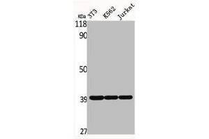 Western Blot analysis of NIH-3T3 K562 Jurkat cells using ERdj3 Polyclonal Antibody (DNAJB11 antibody  (Internal Region))