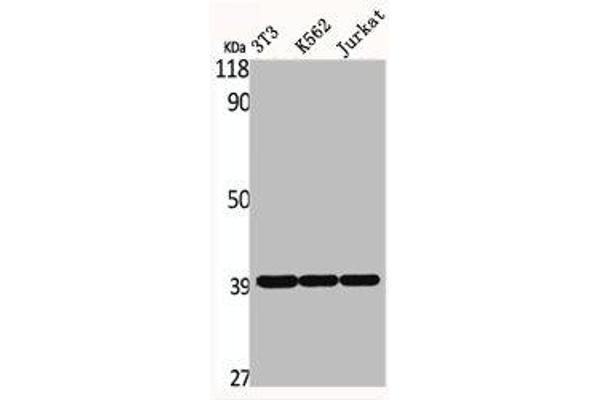 DNAJB11 anticorps  (Internal Region)