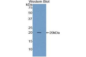 Western Blotting (WB) image for anti-Annexin A4 (ANXA4) (AA 150-313) antibody (ABIN1858026) (Annexin IV antibody  (AA 150-313))