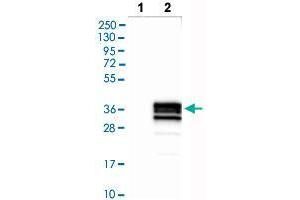 Western blot analysis of Lane 1: Negative control (vector only transfected HEK293T lysate), Lane 2: Over-expression lysate (Co-expressed with a C-terminal myc-DDK tag (~3. (CD79b antibody  (AA 182-229))