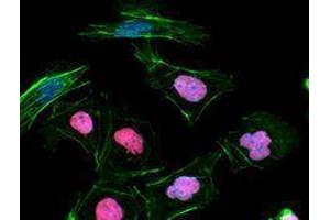 Immunofluorescence (IF) image for anti-Nanog Homeobox (NANOG) antibody (ABIN2666253) (Nanog antibody)