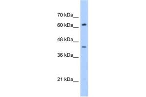 Western Blotting (WB) image for anti-Zinc Finger and SCAN Domain Containing 5D (ZSCAN5D) antibody (ABIN2463101) (ZSCAN5D antibody)