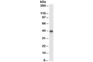 Western blot testing of MCF7 cell lysate with MFGE8 antibody (clone MFG-06). (MFGE8 antibody)