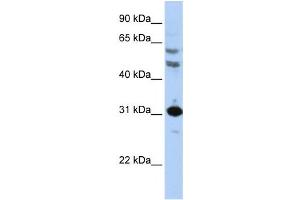 Western Blotting (WB) image for anti-Homeobox B5 (HOXB5) antibody (ABIN2460009)