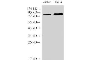 Western Blot analysis of Jurkat and Hela Cells using IL6R Polyclonal Antibody at dilution of 1:2000 (IL-6 Receptor antibody)